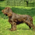 塞式猎犬-缩略图-6