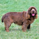 塞式猎犬-缩略图-7