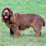 塞式猎犬-缩略图-9