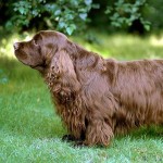 塞式猎犬-缩略图-10