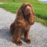 塞式猎犬-缩略图-11