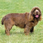 塞式猎犬-缩略图-12