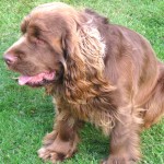 塞式猎犬-缩略图-13