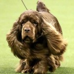 塞式猎犬-缩略图-14