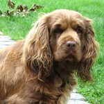 塞式猎犬-缩略图-15