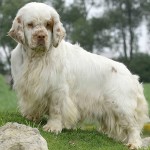 克伦伯猎犬-缩略图-1