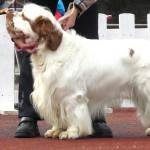 克伦伯猎犬-缩略图-6