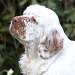 克伦伯猎犬-缩略图-7