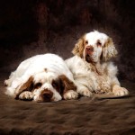 克伦伯猎犬-缩略图-8