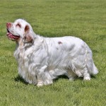 克伦伯猎犬-缩略图-9