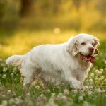 克伦伯猎犬-缩略图-10