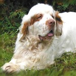 克伦伯猎犬-缩略图-11