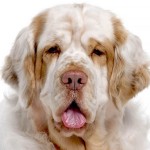 克伦伯猎犬-缩略图-15