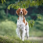 布列塔尼猎犬-缩略图-1