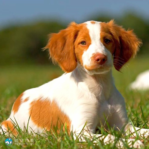 布列塔尼猎犬-2