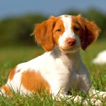 布列塔尼猎犬-缩略图-2