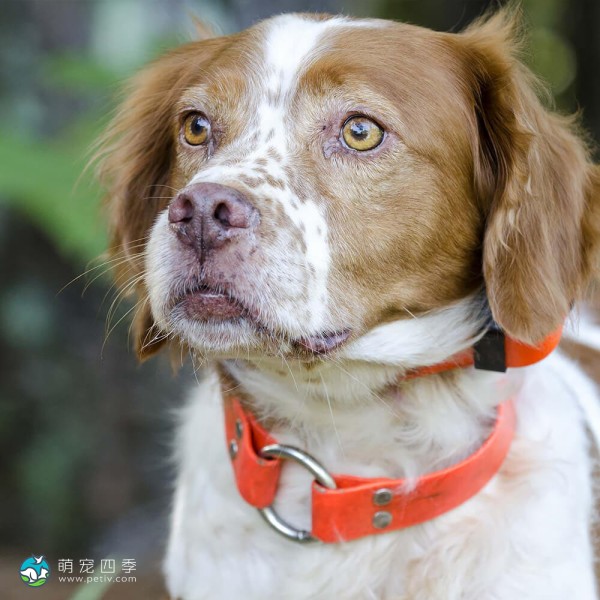 布列塔尼猎犬-3