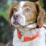 布列塔尼猎犬-缩略图-3