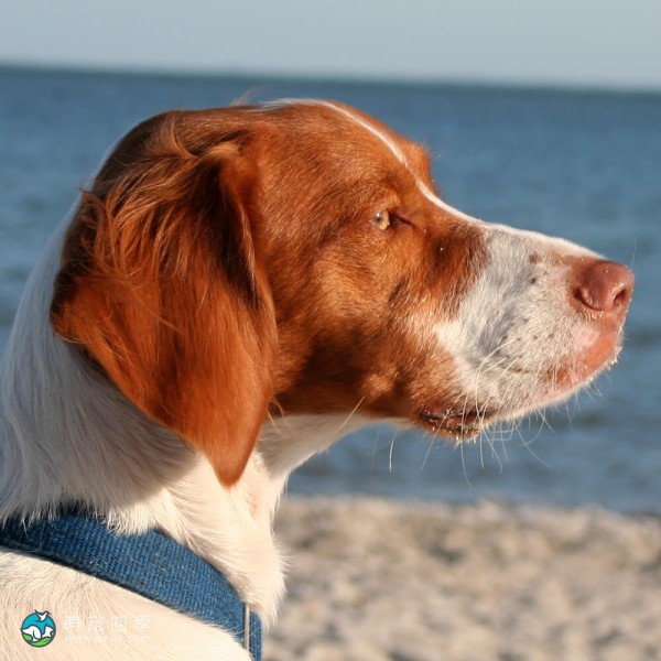 布列塔尼猎犬-4