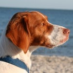 布列塔尼猎犬-缩略图-4