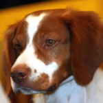 布列塔尼猎犬-缩略图-5