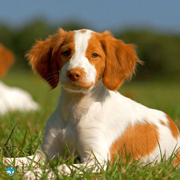 布列塔尼猎犬-6