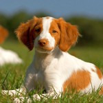 布列塔尼猎犬-缩略图-6