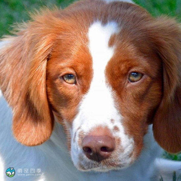 布列塔尼猎犬-7