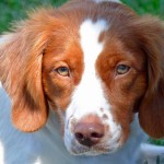 布列塔尼猎犬-缩略图-7