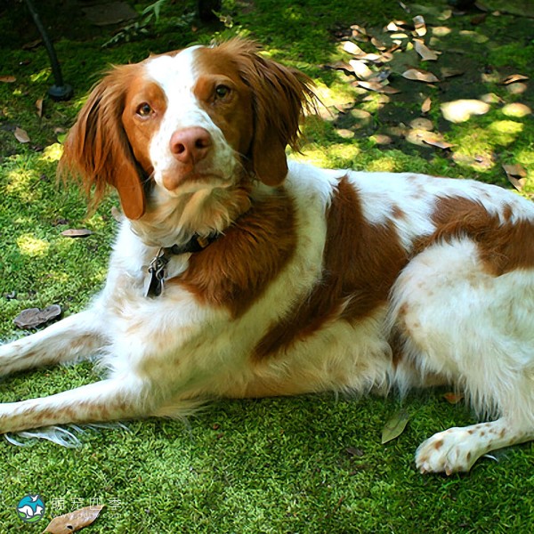 布列塔尼猎犬-8