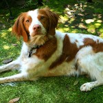 布列塔尼猎犬-缩略图-8