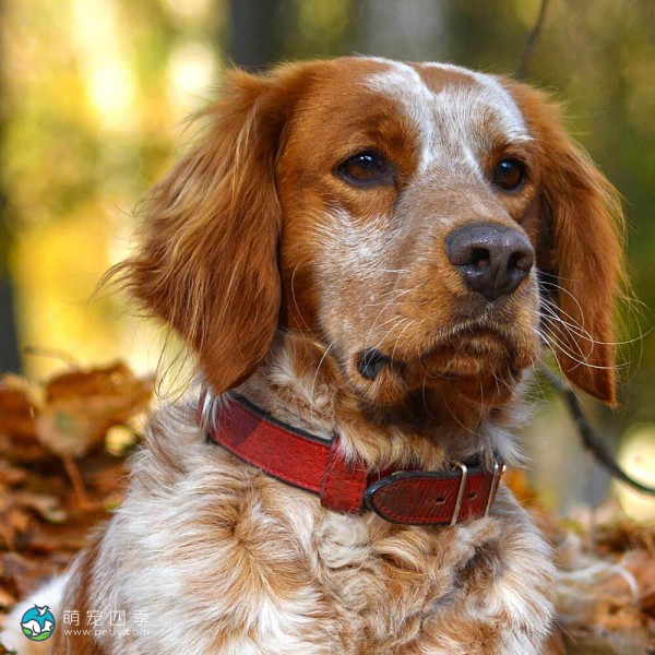 布列塔尼猎犬-9