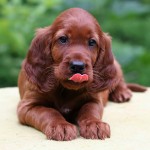 爱尔兰雪达犬-缩略图-1