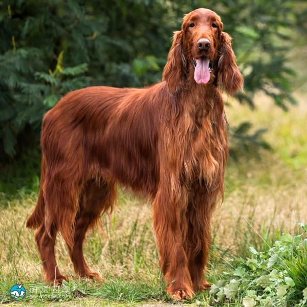 爱尔兰雪达犬-2