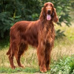 爱尔兰雪达犬-缩略图-2