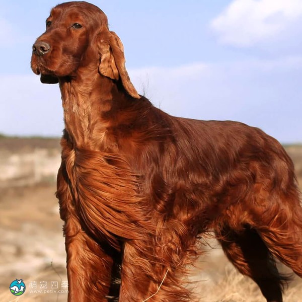 爱尔兰雪达犬-3