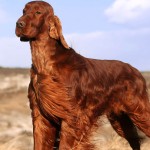 爱尔兰雪达犬-缩略图-3