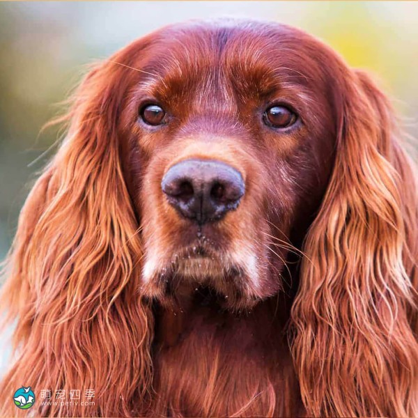 爱尔兰雪达犬-4