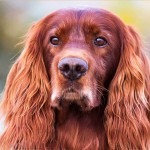 爱尔兰雪达犬-缩略图-4