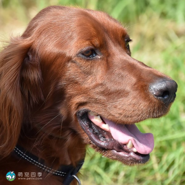 爱尔兰雪达犬-5