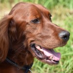 爱尔兰雪达犬-缩略图-5