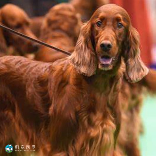 爱尔兰雪达犬-6