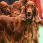 爱尔兰雪达犬-缩略图-6