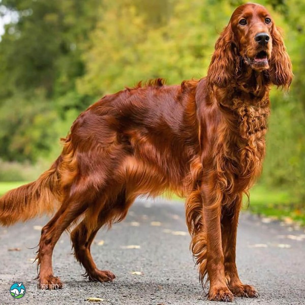 爱尔兰雪达犬-7