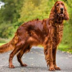 爱尔兰雪达犬-缩略图-7