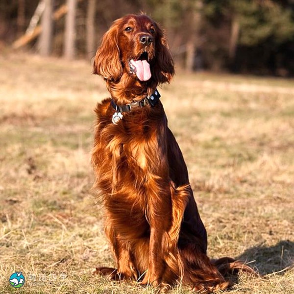 爱尔兰雪达犬-8