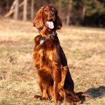 爱尔兰雪达犬-缩略图-8