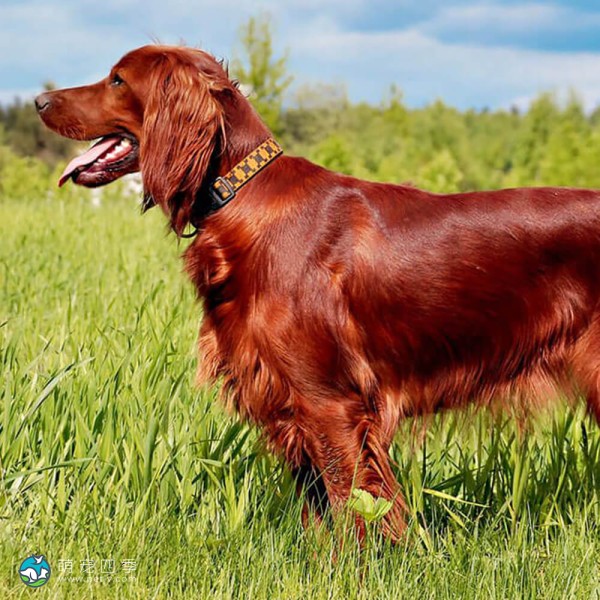 爱尔兰雪达犬-9