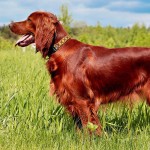 爱尔兰雪达犬-缩略图-9