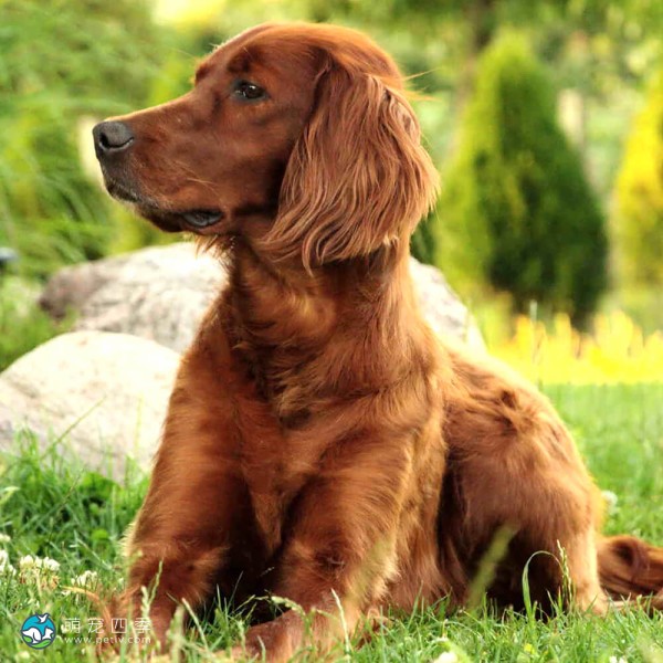 爱尔兰雪达犬-10